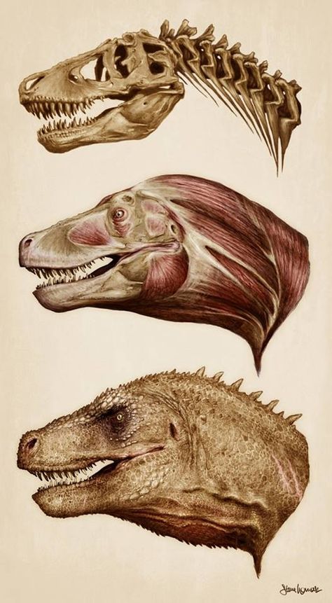 Electric Warrior, Head Anatomy, Prehistoric Dinosaurs, Animal Skeletons, Animal Anatomy, Ancient Animals, Animal Study, Paleo Art, Extinct Animals