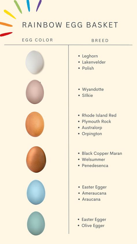 Chicken Breeds for a Rainbow Egg Basket Chickens Egg Color Chart, Chicken Egg Chart, Chicken Egg Laying Chart, Egg Yolk Color Chart, Colored Egg Layers Chicken Breeds, Colorful Egg Layers, Rainbow Chicken Eggs, Rainbow Egg Layers, Rainbow Eggs Chicken