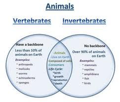 Vertebrates and Invertebrates - Venn Diagram Teaching Biology, 5th Grade Science, 6th Grade Science, Third Grade Science, Vertebrates And Invertebrates, Venn Diagrams, 7th Grade Science, 4th Grade Science, Biology Notes