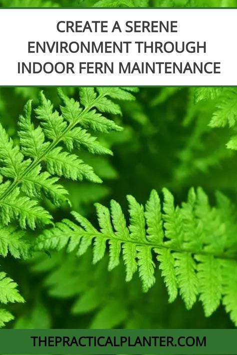 The fern is one of the most popular plants grown across the globe. Ferns belong to a group of vascular plants that reproduce through spores and do not have any flowers or seeds. They are Fern Care Indoor, Fern Care, Indoor Ferns, Popular Plants, Ferns Care, Types Of Ferns, Indoor Plant Care, White Flies, Vascular Plant