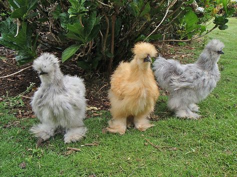 De meest cute kippen in de wereld denk ik... Most cute chicken in the world I think.. Keeping Chickens, Nosara, Silkie Bantam, Fluffy Chicken, Bantam Chickens, Silkie Chickens, Lambada, Chicken Breeds, Raising Chickens