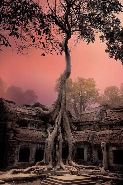 Angkor watt Angkor, Angkor Wat Cambodia, Tree Growing, Matka Natura, Cambodia Travel, Angkor Wat, Jolie Photo, Mongolia, Beautiful Sunset