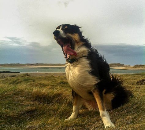 BLOWN AWAY  Dog on a windy day in Ireland, photo by James O'Donnell  www.facebook.com/JamesODonnellPhotography Funny Animal Pictures, Animal Kingdom, Humour, Ireland Beauty, Windy Day, Funny Animal Memes, Beauty Hair, Hair Skin, Best Funny Pictures