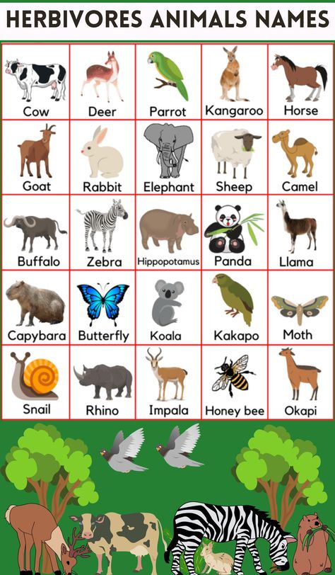 Herbivorous animals name Herbivores Animals, Carnivores Herbivores Omnivores, Irish Elk, Herbivorous Animals, Animals Name, Animal Eating, Carnivorous Animals, Sumatran Orangutan, Leopard Tortoise