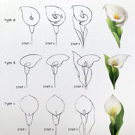 Structural Drawing, Drawing How To, Simple Painted Flowers, Drawing Flowers Easy, Flower Step By Step Drawing, Flower Studies, Lilies Drawing, Botanisk Illustration, Flower Drawing Tutorials