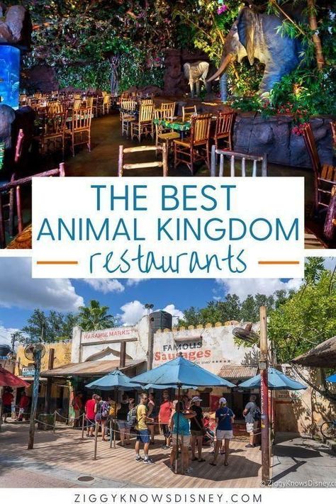 If you are visiting the Animal Kingdom at Disney World this year, then you need this great list from Ziggy Knows Disney! We list the best restaurants you will find at this theme park so you don't miss out on all that Disney has to offer. You and your family will love the delicious foods they serve! Visit one of these restaurants when you go to Disney World! Animal Kingdom Dining, Animal Kingdom Restaurants, Animal Kingdom Food, Best Disney Restaurants, Animal Kingdom Orlando, Best Disney World Restaurants, Disney World Secrets, Disney World Christmas, Disney World Restaurants