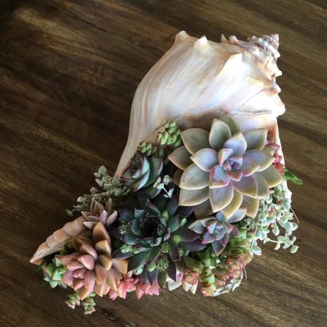 Resurrection Garden, Air Plants Diy, Broken Glass Crafts, Arizona Gardening, Succulent Garden Indoor, Succulent Garden Design, Succulent Garden Diy, Shell Crafts Diy, Diy Plant Hanger