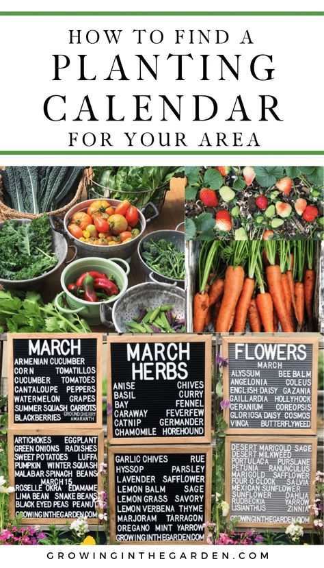 When to Plant Your Garden: How to Find a Planting Calendar for Your Area - Growing In The Garden When To Plant Garden, Vegetable Planting Calendar, Growing Calendar, Malabar Spinach, Desert Arizona, Flower Calendar, Mexican Sunflower, Arizona Gardening, Planting Calendar