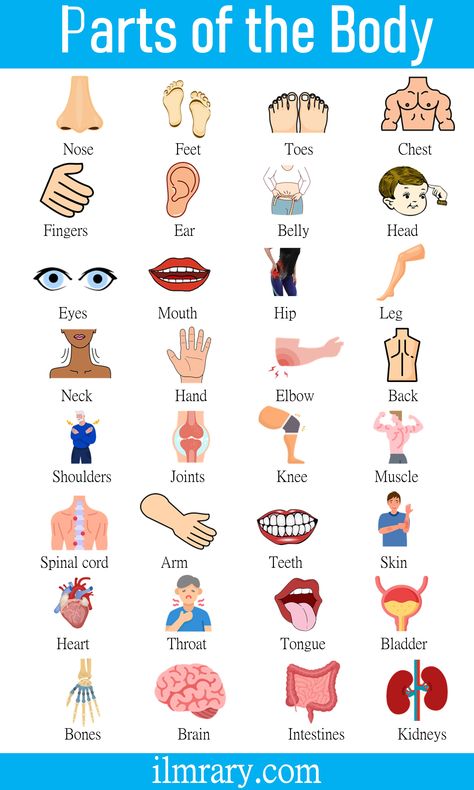 Parts of Body Name in English with Pictures. Human Body Parts Name in English. Body Parts in English Parts Of Body Chart, Parts Of The Body Chart, Body Name In English, Parts Of Body Name, Human Body Name, Human Body Parts Name, Body Parts Name, Human Body Vocabulary, Body Parts For Kids