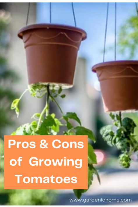 Grow Tomatoes Upside Down, Planting Tomatoes Upside Down, Tomato Upside Down Planter, Upside Down Planting, Upside Down Garden, How To Grow Tomatoes Upside Down, Diy Upside Down Tomato Planter, Grow Tomatoes Upside Down Diy, Diy Hanging Tomato Planter