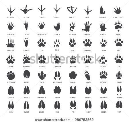 Nature, Hyena, Endangered Species Art, Animal Footprints, Rabbit Silhouette, Animal Tracks, Types Of Animals, Safari Animals, Animal Illustration