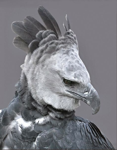 The largest, most powerful raptor living in the rainforests of Central and South America. Status: near threatened. Harpy Eagle Photography, Harpy Eagle Aesthetic, Harpy Eagle Art, Eagle Reference, Bateleur Eagle, Raptor Bird, Feathered Raptor, Eagle Hunting, Harpy Eagle