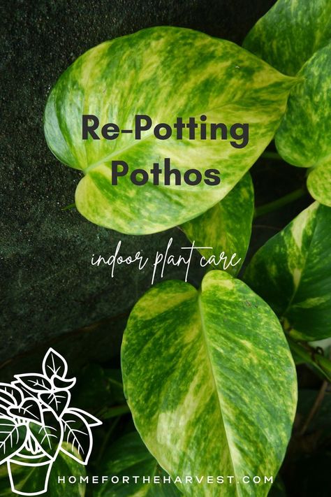 Pathos Plant, Ivy Plant Indoor, Backyard Hacks, Golden Pothos Plant, Pothos Plant Care, Houseplant Tips, Plant Business, Repotting Plants, Pothos Plants