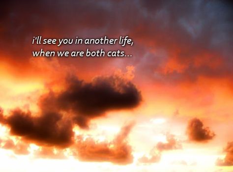 i'll see you in another life when we are both cats... Another Life, In Another Life, Image Types, See You, Google Images, Dairy, Google Image, Lockscreen Screenshot, The Originals