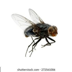 Fly Drawing, Fly Insect, Insect Photos, Vi League Of Legends, Skeleton Drawings, Nightmares Art, Cool Bugs, Macro Shots, Flying Insects