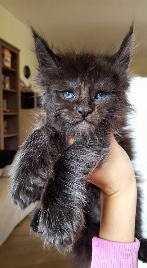 Things To Know About Black Maine Coon | Cat Tips & Cat Facts Mainecoon Cat Aesthetic, Black Mainecoon Cat, Mancoon Cats, Maine Cooney Cats, Kittens Black, Maine Coone, Cat Tips, Dream's Cat, Rare Cats