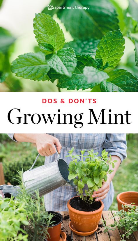 Mint is fragrant, fast-growing and a great addition to recipes. Here are the dos and don'ts for how to grow mint in your garden or container. Homestead Survival, Organic Gardening Tips, Funny Vine, Growing Mint, Mint Plants, Meteor Garden 2018, Home Vegetable Garden, Gardening Advice, Kew Gardens