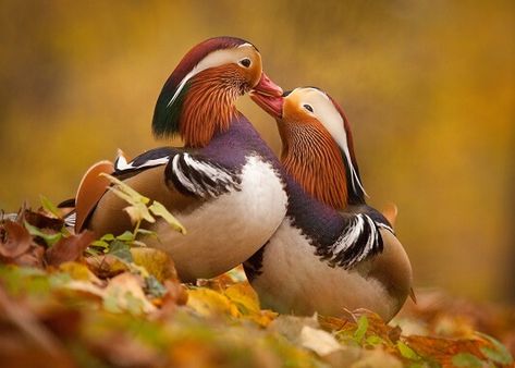 Mandarin Duck Mandarin Duck, Duck Species, Bird Facts, Duck Wallpaper, Wood Ducks, Galaxy Phone Wallpaper, Bird Wallpaper, Landscape Features, Love Wallpaper