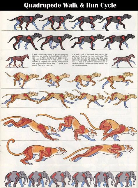 Walk/Run 4-legged Fox Racing, Walk Cycle, Run Cycle, Fennec Fox, Animal Study, Walt Disney Animation, Animation Tutorial, Animation Reference, Poses References