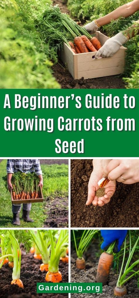 Best Way To Plant Carrot Seeds, Container Carrots How To Grow, Planting Carrots In Fall, Harvesting Carrots When To, Best Soil For Carrots, How To Harvest Carrots, Grow Carrots From Seed, Carrots Garden How To Grow, Carrot Growing Tips