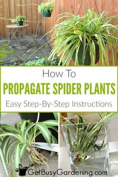 Propagating Spider Plants, Hanging Spider Plant, Spider Plant Propagation, Propagation Methods, House Plants Hanging, Plant Clippings, Spider Plant Babies, Hanging Spider, Spider Plant