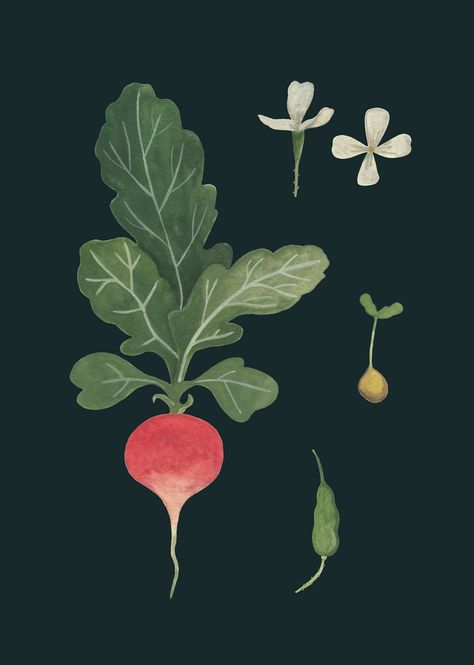 Valesca van Waveren Art + Illustration – Work of artist Valesca van Waveren Radish Botanical Illustration, Illustration Art Plants, Radish Drawing, Radish Illustration, Veggie Illustration, Radish Art, Vegetables Illustration, Veggie Art, Vegetable Illustration