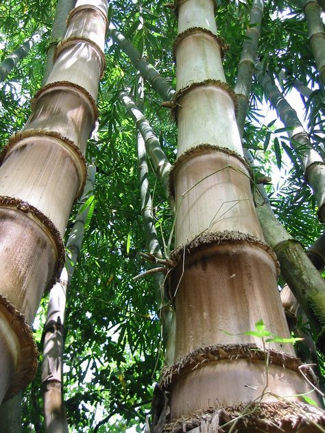 Dendrocalamus asper Giant Bamboo, Big Bamboo, Bamboo Species, Bamboo Architecture, Bamboo Poles, Bamboo Garden, Lucky Bamboo, Bamboo Tree, Delicious Vegetables