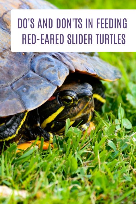 Red-eared slider turtles enjoy eating fruit. They are known to consume various fruits, including berries and apples. This article will tell you the Do's and Don'ts in feeding your pet turtle. #aquariumpet #redearedslider #petturtlefood Red Slider Turtle Habitat, Red Ear Slider Turtle Tank Ideas, Red Eared Slider Turtle Habitat, Pet Turtle Care, Red Ear Turtle, Red Ear Slider, Turtle Tank Setup, Pet Turtles, Aquarium Pets