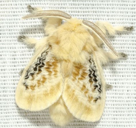 Pretty Moth Species, Moth Species Chart, Giant Silk Moth, Moths Fluffy, Cute Moths Real, Pretty Bugs Insects, Black Waved Flannel Moth, Different Moths, Moth Reference Photo