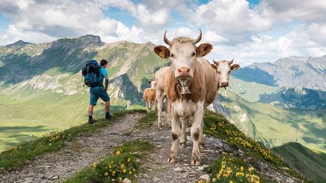 What to know if you're travelling to Switzerland in September - Real Word Switzerland In September, Best Of Switzerland, Matterhorn Switzerland, Bell Pictures, Art Mountains, Cow Photos, Mountain Huts, Visit Switzerland, Brown Cow