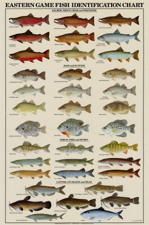 Eastern Gamefish Identification Chart Rock Bass Fish, Vintage Fish Poster, Fish Posters, Lake Sturgeon, Salmon Species, Fish Chart, Lake Fish, Fish Poster, Western Games