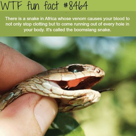 20 Insane Facts to Make You Seem Smarter at Parties - FAIL Blog - Funny Fails Boomslang Snake, Random Animal Facts, Facts About Snakes, Dark Facts, Interesting Facts About Animals, Snake Facts, Party Fail, Cool Facts, Creepy Facts