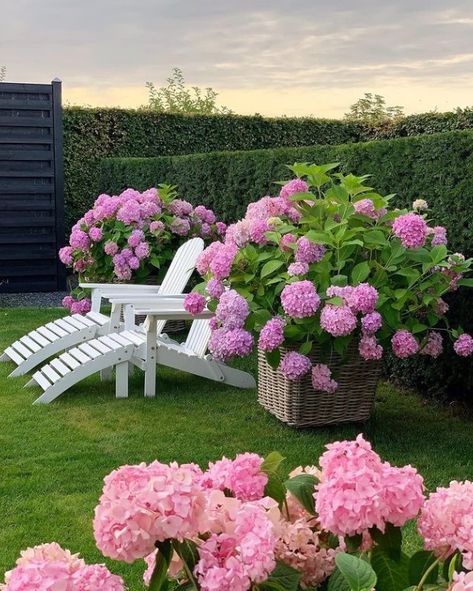 Garden Planning Layout, Endless Summer Hydrangea, نباتات منزلية, التصميم الخارجي للمنزل, Hydrangea Flower, Garden Layout, Alam Yang Indah, Design Gallery, Backyard Landscaping Designs