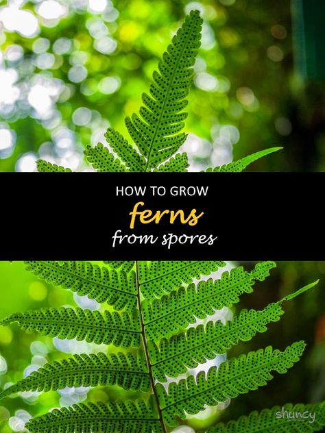 If you have ever wanted to grow some ferns but don't know-how, then this is the article for you. We will cover how to start from spores and grow them into beautiful plants. Ferns are not difficult plants to care for, but they do require a little bit of patience. Keep reading below if you want to learn more about growing these lovely plants. #shuncy #shuncygarden #lovethegreen #howtogrow #houseplants #ferns Propagate Ferns, Fern Seeds, Fern Spores, Light Cycle, Fern Plant, Beautiful Plants, New Roots, Garden Store, Strong Wind