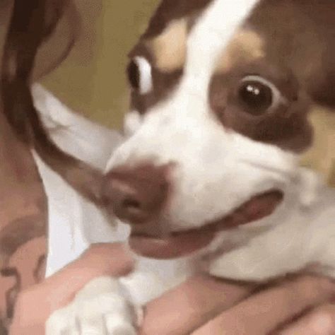 Dog Worried GIF - Dog Worried Scared - Discover & Share GIFs Awkward Meme, Awkward Gif, Surprise Meme, Scared Meme, Comedy Comics, Laugh Challenge, Military Drawings, Dog Eyes, Funny Dog Videos