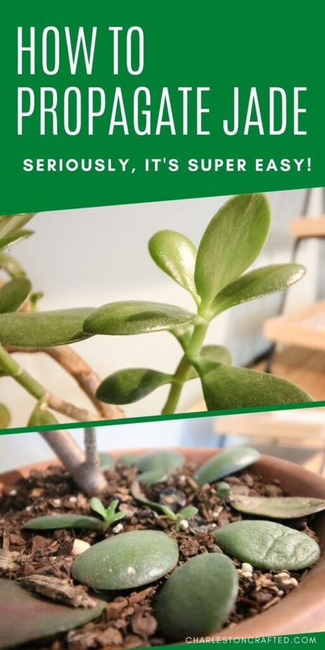 Propagating Jade, Saving Earth, Jade Plant Care, Succulent Propagation, Jade Succulent, Succulent Potting Mix, Jade Tree, Plants Beautiful, Succulent Landscape Design