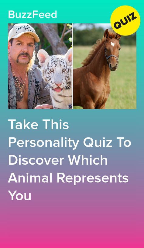 Which Animal Are You Quiz, Which Animal Are You, What Animal Am I Quiz, Buzzfeed Quizzes Personality, What Animal Am I, What Is My Spirit Animal, Buzz Quiz, Buzzfeed Personality Quiz, Spirit Animal Quiz