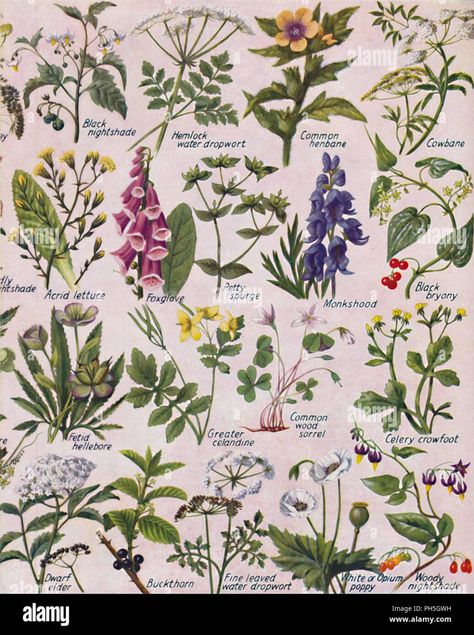 Download this stock image: 'Poisonous Plants Found in the British Isles', 1935. Artist: Unknown. - PH5GWH from Alamy's library of millions of high resolution stock photos, illustrations and vectors. Bonito, Poisonous Flower Bouquet, Poisonous Flowers Illustration, Poison Flowers Drawing, Poison Garden Tattoo, Poisonous Flowers Tattoo Sleeve, Poisonous Plants Illustration, Hogwarts Plants, Poisonous Flowers For Humans