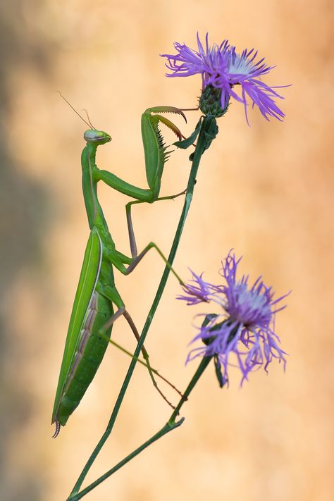 Praying Mantis On Flower, Green Praying Mantis, Praying Mantis Reference, Praying Mantis Eating Mate, Praying Mantis Photography, Beautiful Insects Photography, Pray Mantis Drawing, Preying Mantis Tattoo, Cool Moths