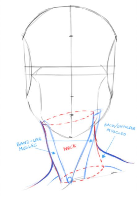 How to Draw Heads | Female Portraits - Drawing Up the Base How To Draw Comics, Draw Head, Head Anatomy, Face Proportions, Drawing Comics, Draw Comics, Draw Faces, Drawing Heads, 얼굴 드로잉