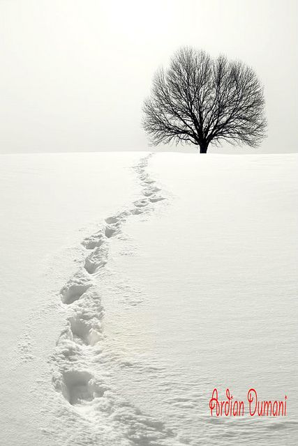 Snow Trails by Ardian Dumani on flickr Winters Tafereel, I Love Snow, Snow Photography, I Love Winter, Winter Magic, Airbrush Art, Winter Beauty, Snow Scenes, Winter Wonder