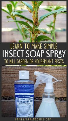 Bug Spray For Plants, Aphid Spray, Homemade Organic Soap, Pest Spray, Plant Bugs, Plant Insects, Insect Spray, Organic Pest Control, Garden Remedies