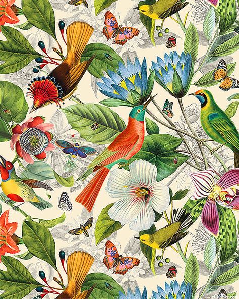 Background Birds, Bird Fabric, Quilt Fabrics, Robin's Egg Blue, Shadow Art, Free Quilt Patterns, Tropical Art, Exotic Birds, Botanical Illustration