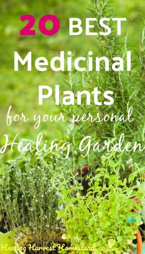 20 Medicinal Herbs to Grow in Your Healing Garden (Make Your Own Herbal Remedies with Plants You Grow!) — All Posts Healing Harvest Homestead Medicinal Herbs To Grow, Teaching Plants, Kebun Herbal, Medicine Garden, Best Herbs To Grow, Herbs To Grow, Medicinal Herbs Garden, Medical Herbs, Healing Garden