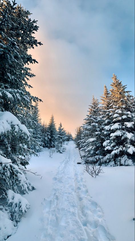 Winter Backgrounds Aesthetic, Winter Forest Photography, Winter Hike Aesthetic, Snow Trees Wallpaper, Snowy Trees Wallpaper, Snowy Forest Aesthetic, Aesthetic Snow Pictures, Winter Forest Aesthetic, Winter Cabin Aesthetic