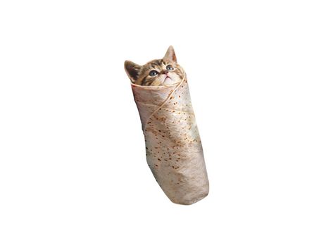 Burrito Drawing, Burrito Meme, Cute Burrito, Burrito Cat, Cat Burrito, Blanket Burrito, Silly Cars, Sticker Inspiration, Pop Cat