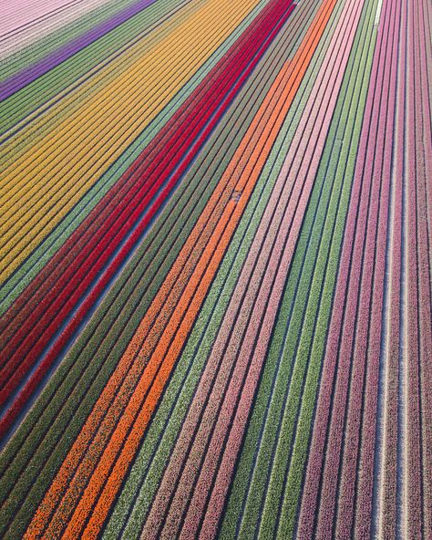 Nature, Tulip Fields Netherlands, 3 Days In Amsterdam, Best Places To Propose, Orange Backpack, Dutch Tulip, Flower Fields, Netherlands Travel, Tulip Fields