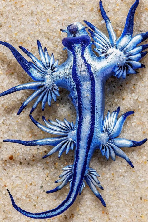 The blue dragon, or Glaucus atlanticus sea slug, is a one-inch-long pelagic nudibranch that sails on the ocean's surface and preys on the toxins of much larger species such as the Portuguese man o' war. 📸 Kristian Laine http://instagram.com/kristianlainephotography Blue Dragon Sea Slug, Dragon Sea Slug, Colorful Sea Creatures, Portuguese Man, Glaucus Atlanticus, Sea Costume, Defense Mechanism, Dragon Fish, All Godzilla Monsters