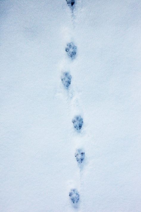 Animal Tracks In Snow, Animals In Snow, January Sketch, Christmas Wolf, Saving Dogs, Snow Tracks, Wolf Paw Print, Snowshoe Hare, Snow Wolf