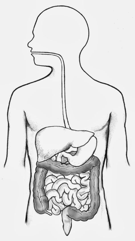 Hello, I'm GAPS. {An Introduction to the GAPS Diet} Digestive System Drawing Easy, Human Digestive System Drawing, Organ Pencernaan Manusia, Digestive System Drawing, Human Digestive System Diagram, Digestive System Project, Digestive System Diagram, Digestive System Worksheet, Human Body Projects